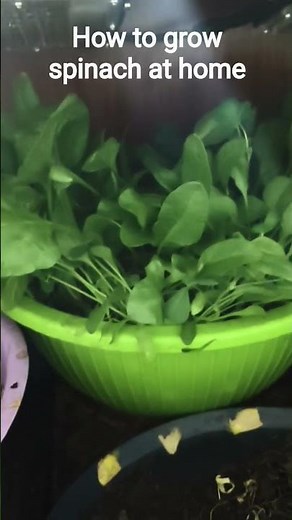 how to grow spinach at home?