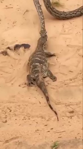 Snake vs crocodile #animals | Video Snake