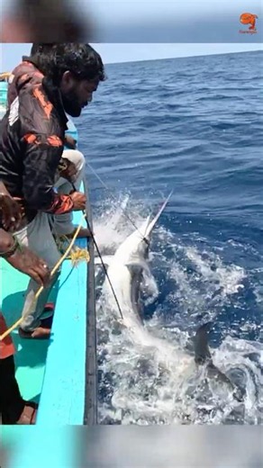 Catching 65kg Black Marlin Using Live Indian Scad as Bait!