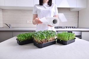 Grow Microgreens on Paper Towels in 7 Simple Steps | GroCycle