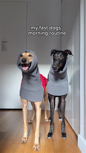 milothepencildog on Reels