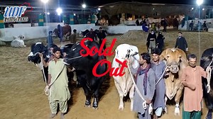 59 reactions | ......BREAKING NEWS....... Alhamdulillah Allah Pak ka bht sukar ha 7 bulls booked for qurbani 2021..... Season on hai !!! | Pakistan Cattle Qurbani | Facebook