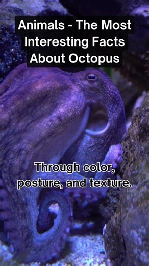 Octopus Language: How They ‘Talk’ Without Words