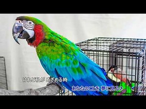 恋心（歌用カラオケです）