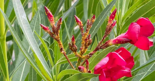 Oleander Aphids: What Are They and How To Get Rid Of Them?
