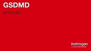 Anti-GSDMD Antibodies | Invitrogen