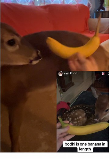 Understanding the Life of Fawns and Deer Pets