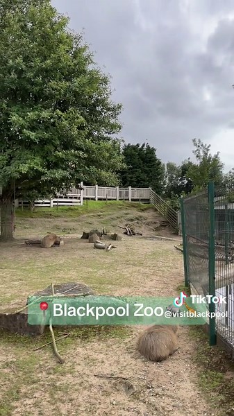 Visit Blackpool Zoo with us! #blackpoolzooanimals #blackpoolzoo #zoo #animals #blackpool #fyp