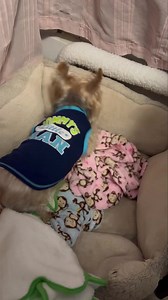 18K views · 1.4K reactions | Watch EJ make monkey toss salad  | Twinki Gurl | Facebook