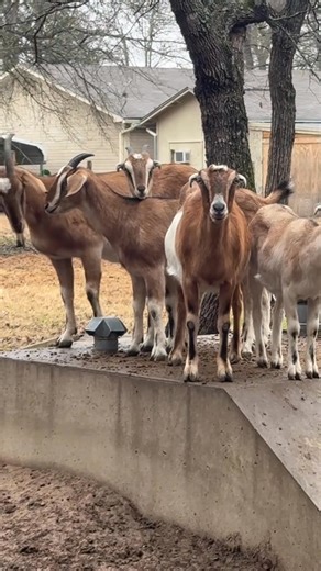Weekend Goat Tacos Coming Up! 🌮🔥 Turning one into delicious tacos this weekend—BBQ style! #goats #tacos #bbq #foodie #weekendvibes #grilling #meatlover #recipeideas #foryou #yum | Tio Squatch
