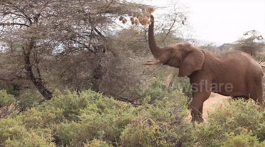 Rare sight of elephants eating bird nests in Kenya
