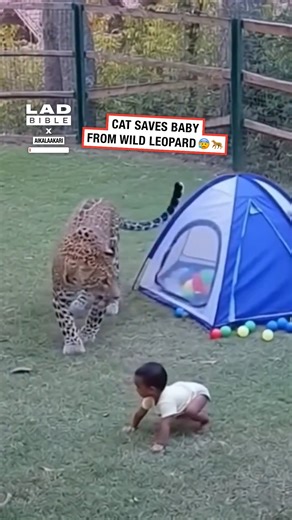Cat jumps in to save my baby from a wild leopard 🐆😲 #cat #CCTVCamera | LADbible