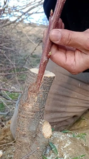 Perfect Fit! 🍒 Cleft Grafting Cherry on Mahaleb Rootstock | Satisfying Cherry Grafting Skills