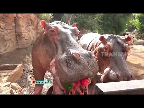 Deretan Hewan Dengan Gigitan Terkuat Di Dunia | SI OTAN