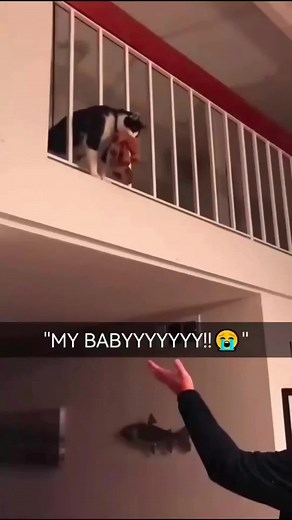 Funny TikTok cat (@funny.tiktok.cat)’s videos with original sound - Funny TikTok cat