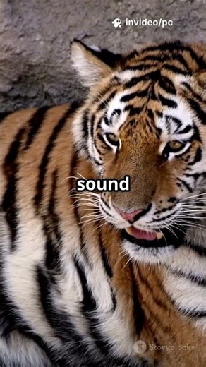 What Makes TIGERS Change Their Breathing Pattern Before Attacking?
