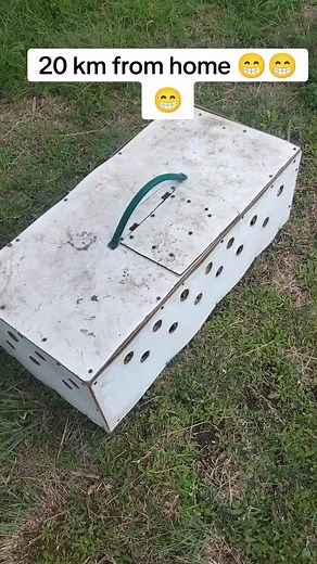 #pigeonlovers 2025 we cameing