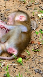33K views · 641 reactions | Heartbreaking Scene of Baby Monkey Crying for Comfort After Mother Starts Weaning Too Soon, Leaving Infant Screaming for Her Love #fypviralシ #cute #tiktok #monkey #animal #reel #fy #pet #facebookviral | Monkey Of Cambodia | Facebook
