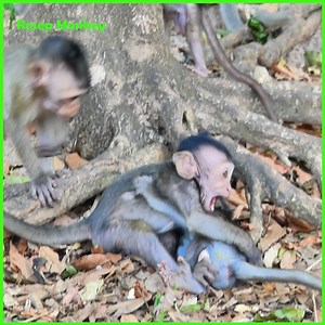 3K views · 131 reactions | Screaming horrible!! little monkey screaming forced so terrible!! | RESEP Monkey | Facebook