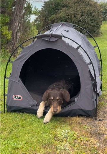 Give Your Dog VIP Treatment with ARB SkyDome 3 Dog Swag