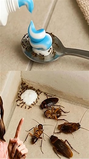 141K views · 185 reactions | If you’re seeing even one cockroach, don’t ignore it — their nest might already be inside your home. Here’s how to wipe it out fast | Useful Tips | Facebook