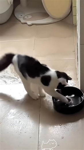 Pets & Cats on Reels | Facebook