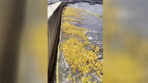 Tampa's incredible duck race returns