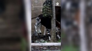16K views · 400 reactions | Baby okapi explores new enclosure in Texas zoo A young okapi named Gates seemed to jump for joy as he explored and frolicked in his new habitat at the San Antonio Zoo in Texas. The okapi, which is native to Africa and genetically related to giraffes, was born on Sept. 2 according to the zoo. https://abcnews.visitlink.me/G-UZEm | WSB-TV | Facebook