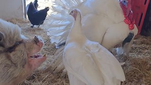 934K views · 10K reactions | Well.. That's one way to start your day! 藍 Edited to add: This is NORMAL turkey behavior. How do you think baby turkeys are created? 樂 #wetellkidstheyarehugging | Lucky Ones Ranch | Facebook