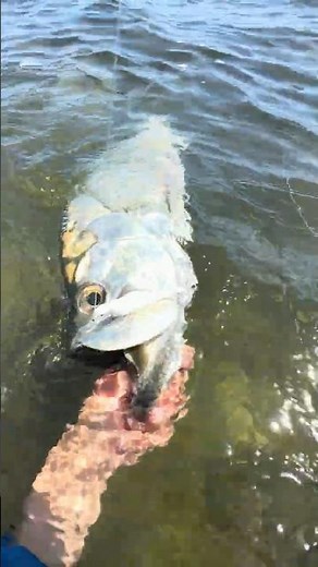 BIG Tarpon Can't Resist Gulp! #tarponfishing #fishing #gulp #berkleyfishing #bigfish
