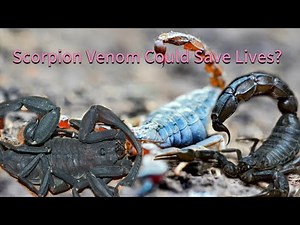 Scorpions: From Deadly Venom to Life-Saving Medicine