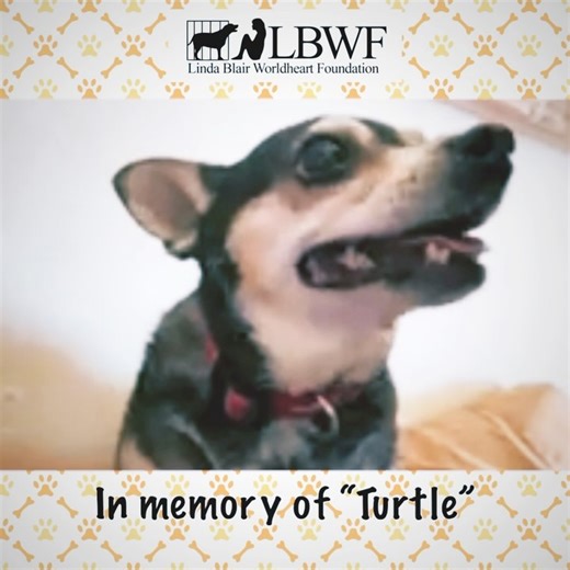 91 reactions · 9 comments | In loving memory of rescued “Turtle”....