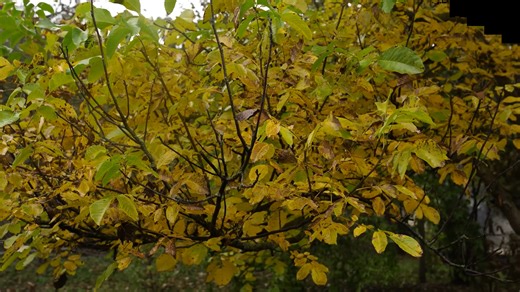 1K views · 56 reactions | The Apple Jam in Azerbaijan_ Discover The Real Preparation | Country Life Vlog | Facebook