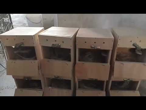 Java Sparrow Breeding Setup! Setting up new nesting boxes and pairing my Java birds at home.