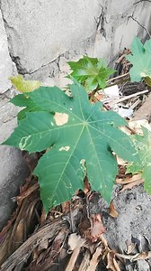 159K views · 2.2K reactions | Kumu azibu mwizi +255780439649 | Doctar Kiju Kuu | Facebook