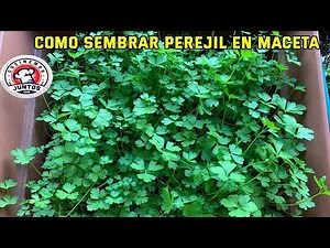 How to plant parsley in pots when you don't have space.