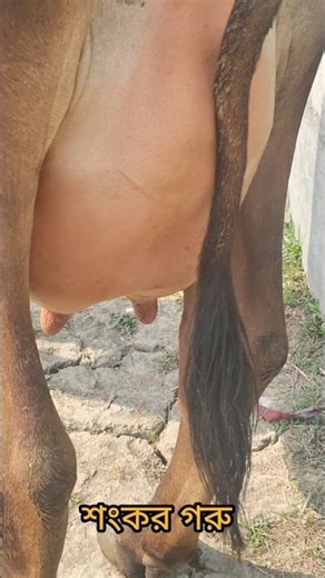 25 লিটার দুধ দেওয়ার শঙ্কর গরু#cow#short#calf#shorts#animals