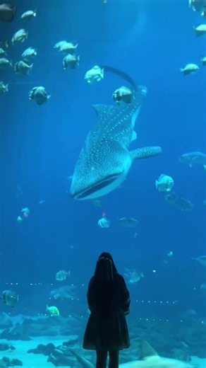 The Most Beautiful Sea Creatures in the Ocean 🌊✨ #pets #petshorts #heartwarming