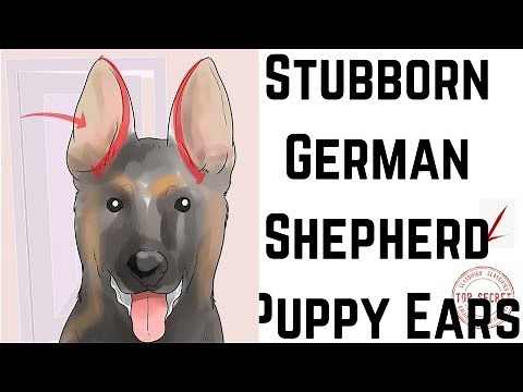How to Tape Up Stubborn German Shepherd Puppy Ears
