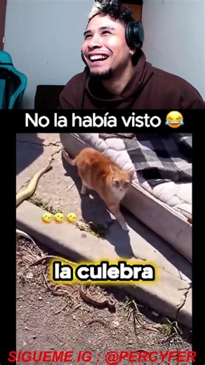 🇲🇽MEXICANA TIENE UN GATO CIEGO🤣🤣🐱