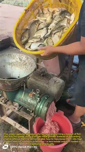 Quick Fish Paste Hack! How Farmers Make Nutrient-Rich Feed in Minutes