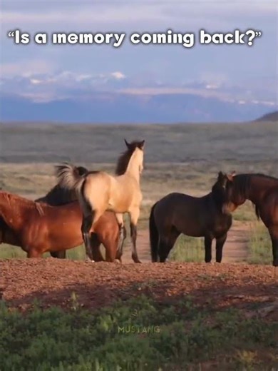 Mustang “An awesome animation.”