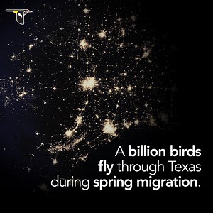 46K views · 1.1K reactions | Spring migration is underway, and over the next few weeks around a billion birds will migrate through Texas at night. By turning off lights during migration, you can help protect birds from collisions with buildings and other infrastructure: https://birdcast.info/lights-out/ | Cornell Lab of Ornithology | Facebook