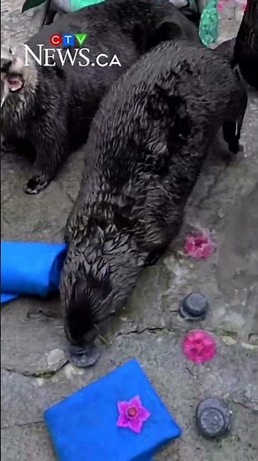 Sea otter celebrates rescue anniversary