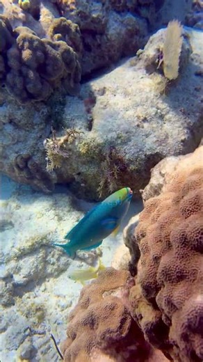 Our morning snorkel of the Florida reef!