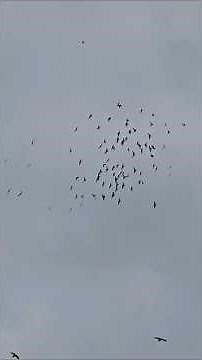 Large Murder of Crows attacking Birds of prey hunting over their fields