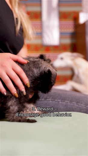 6.9K views · 243 reactions | Socializsing your puppy is key to a happy & confident dog!  Early socialization is one of the most important lessons for your pup!  Exposing them to different people, animals, sounds, and environments helps them grow into a well-adjusted, confident adult dog. Check out our tips in the video!  #vetoquinol #myhappypet #petcare #pawknowledge #learnwithus | My Happy Pet Worldwide | Facebook