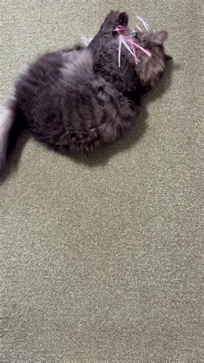 くるりんケリケリ #cat #保護猫 #子ネコ #好きな子猫 #ねこ #子猫 #ねこ動画 #ネコ #猫のいる暮らし #猫のいる生活 #animals #ねこのいる生活 #猫好きさんと繋がりたい