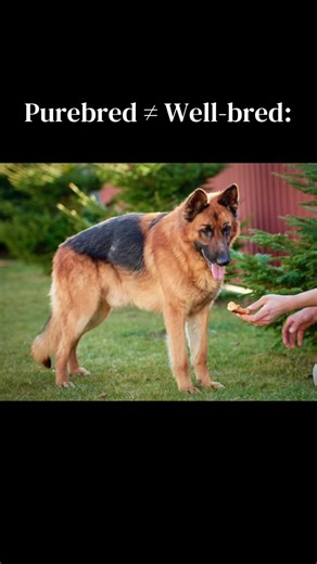 When it comes to ethical breeding people often say “purebred doesnt equal wellbred” and what we mean by that is that breeders can be producing purebred dogs, but still be unethical by purposefully breeding them out of standard. This can have severe consequences directly linked to a dogs health like skeletal issues or deafness/blindess in case of double Merle breeding. #dogtok #dogs #dogcommunityfyp