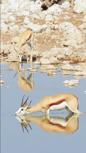 Springboks and Zebras In Etosha National Park